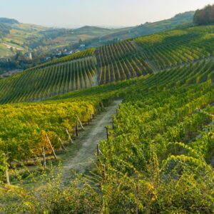Wijngaarden heuvels in Piemonte Italiaanse wijn 2